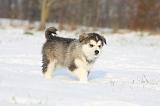 ALASKAN MALAMUTE 284